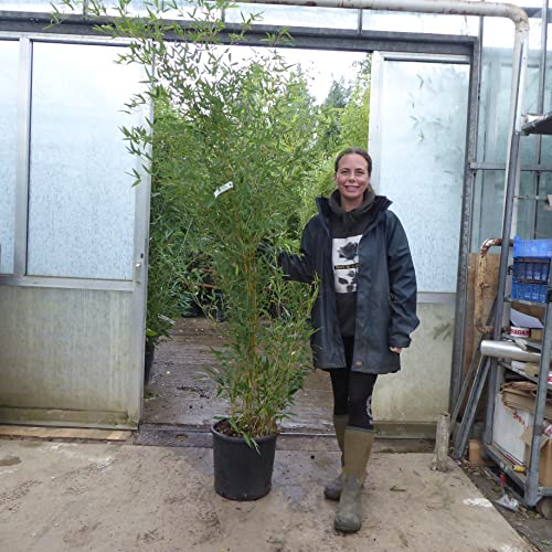 Large Bamboo Plants - Bamboo Phyllostachys Spectabilis. 175/200cm Tall 18 Litre Pot