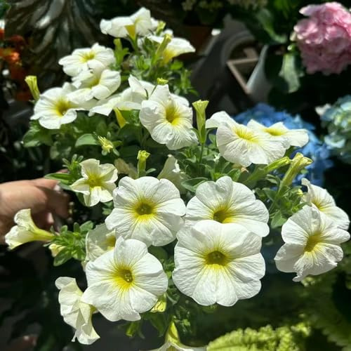 zauberglöckchen blumenwiese herbstaussaat mehrjährig schmetterlingsflieder bonsai topf immergrüne blumensamen mehrjährig winterhart frühlingsblumen rankpflanze dachbegrünung deko büro 400samen