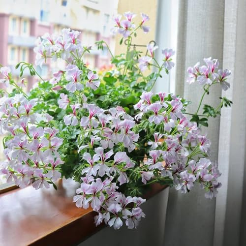 30 pcs geranien samen stehend - gartenblumen pflanzen, balkon pflanze (Pelargonium hortorum) wildflower, bodendecker winterhart mehrjährig blumen pflanzen, ostergeschenke garten blumen