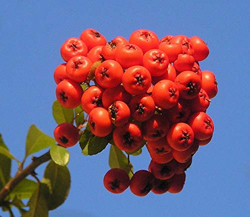 Portal Cool Scarlet Agazzino Pyracantha coccinea 10 Seeds (spedizione Gratuita)