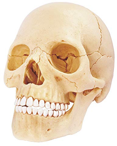 EXPLORA - Kran - Anatomie des menschlichen Körpers - 546086 - Realistisches 17-teiliges Modell - Montageanleitung und Bildungsquiz - Entdeckungskit - Kinderspiel - Wissenschaftlich - Ab 8 Jahren