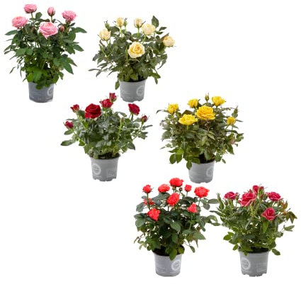 Rosal Mini Set de 6 Plantas con Flores de Colores Naturales