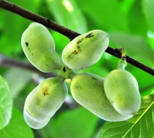 2 Paw Paw Trees - 6-12 Tall Live Plants - Quart Pots
