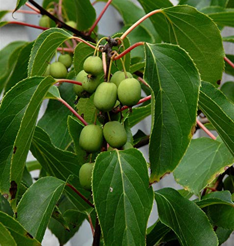 Kiwi 125-150cm - Actinidia arguta - lebende Gartenpflanze aus den Baumschulen