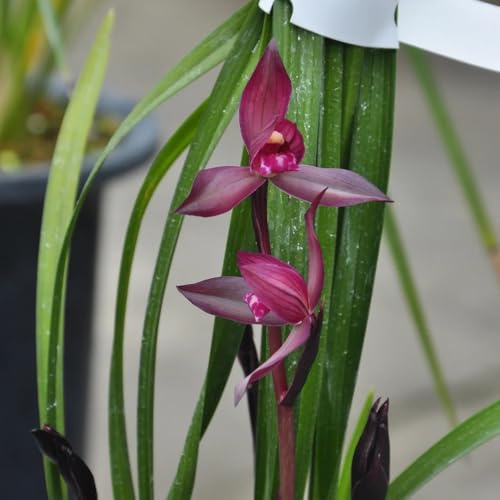 orchidee - orchidea - semi di giardino da ombra semi di orchidea da giardino roccioso conto Decorazioni floreali per luoghi soleggiati 200semi