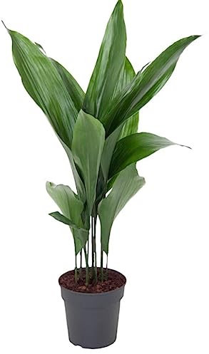 Cast Iron Plant - Aspidistra Elatior - Plant for Home or Office- in 14 cm Pot Approx. 40 cm Height
