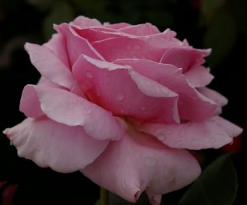 Edelrose Frederic Mistral ® -Teehybride - Duftrose der Provence - Duft+++++ - Meilland Rose