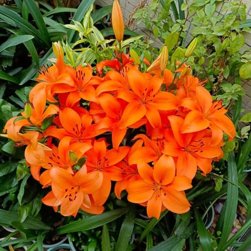 lirios de balcón, inusuales semillas de lirio silvestres, macizo exóticas semillas silvestres sombra jardín pradera pradera decorativas 350semillas