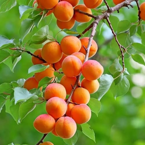 Aprikosenbaum exotische zimmerpflanzen hochbeete für garten obstbäume kaufen balkonpflanzen winterhart zwergobstbäume kräuterpflanzen kletterpflanze baumsamen gewächshaus balkon 25samen