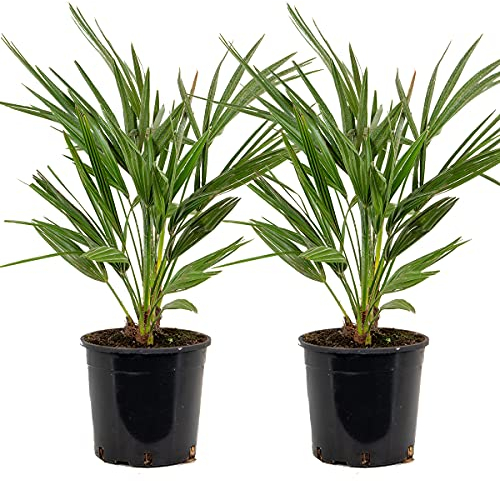 Bloomique - 2er Set - Chamaerops Humilis - Europäische Zwergpalme - Palmen Winterhart Draußen - Höhe 60-70 cm - Topf 19 cm