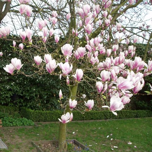Magnolia soulangeana von INTRAGARTEN | Tulpen-Magnolie Frühlingsblüher | 40-60cm im 5 Liter Topf