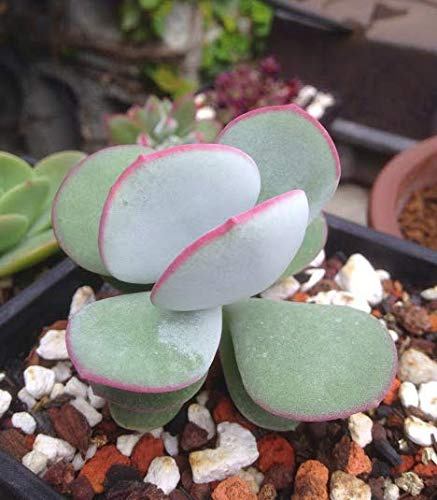 Portal Cool Cotiledón Orbiculata, Suculenta Rara, 10 Semi