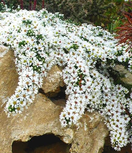 BALDUR Garten 3x Bodendecker Steinaster Snowflurry, Pflanzen im 9x9 cm-Topf | Aster ericoides, winterharte Staude, trockenresistent & mehrjährig, blühend, weiße Blüten, Blickfang, Blütenpracht