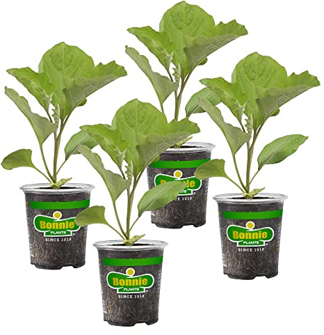 Bonnie Plants Ichiban Type Japanese Eggplant - 4 Pack Live Plants, Great in Containers, 10in. Long Fruit, Perfect for Grilling & Roasting, Green