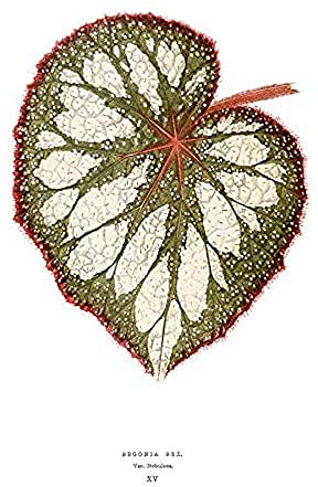 Wee Blue Coo Leaf Begonia Rex Nebulosa Art Print Canvas Premium Wall Decor Poster