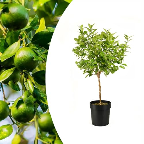 Lime “Citrus Aurantifolia”, Limetta messicana, pianta innestata in vaso ø22 cm Agrumi di Sicilia, Made in Italy, Vivaio di Castelletto