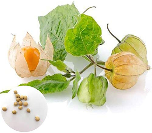 Oce180anYLVUK Graines De Physalis Peruviana, 50pcs / Sac Graines De Physalis Peruviana Cultures Comestibles Prolific Pérou Graines De Cerisier Moulu Pour La Plantation Graines Physalis Pruinosa *