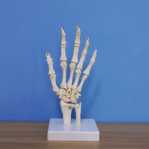Menschliches Handskelettmodell auf Sockel – Skelett mit beweglichen Gelenken – Darstellung der natürlichen Bewegung der menschlichen Hand – Lebensgroßes Skelettmodell zur Studie der menschlichen Hand