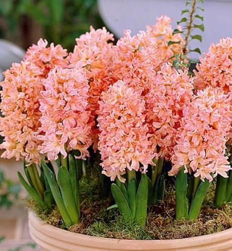 Gipsy Queen Hyacinth Bulbs, Salmon-Orange, Fragrant Flowers for Your Home or Beautiful Garden, 3 Bulbs in a 13cm Pot