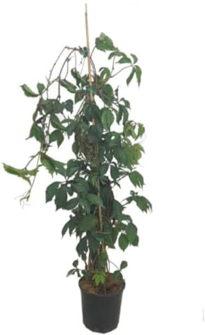 Planta natural Parra falsa Virgen Parthenocissus Tricuspidata, 80-100 cm. Vid Virgen. Planta trepadora de hojas brillantes. Segura Garden.