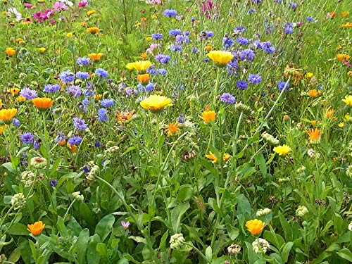 Beauty Flowers Nature Plant Environment Meadow-20 Inch by 30 Inch Laminated Poster with Bright Colors and Vivid Imagery-Fits Perfectly in Many Attractive Frames