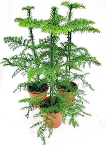 POWERS TO FLOWERS - ARAUCARIA HETEROPHYLLA IN VASO 14cm DIAMETRO, 3 PIANTE, piante vere