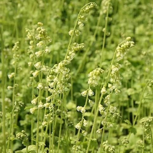 Plant Theory Fringe Cups Perennials Flowering Plants Tellima Grandiflora 2L Pot
