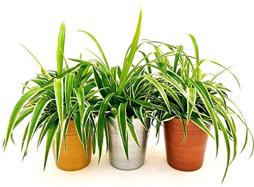 POWERS TO FLOWERS - CHLOROPHYTUM, FALANGIO 3 PIANTE, IN VASO CERAMICA ORO - ARGENTO - BROBZO, vaso 12cm, piante vere