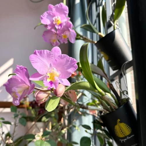 semillas de orquídeas Cattleya cubierta perenne resistente orquídeas Cattleya de perennes en resistentes al aire libre 70pcs