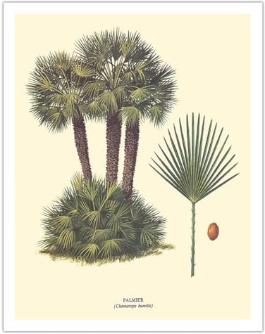 Dwarf Palm Tree - Palmier (Chamaerops Humilis) - Vintage Botanical Illustration by Ferry c.1967 - Fine Art Matte Paper Print (Unframed) 11x14in