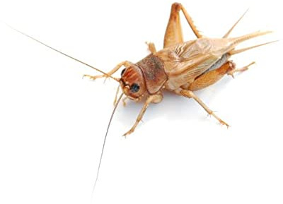 proinsects Steppengrillen klein | 1000 STK. Großpackung Futterinsekten