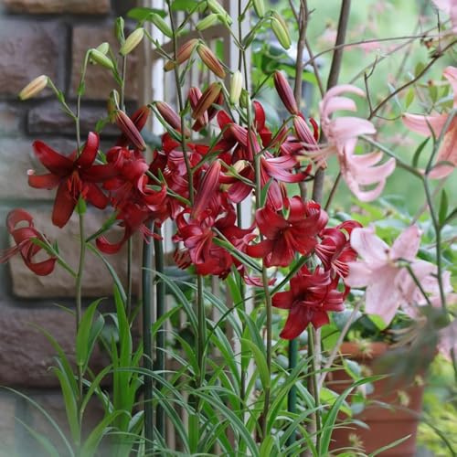 5zwiebeln lilien, lilium brownii, winterharte kübelpflanzen, blumenzwiebel lilienzwiebeln herbstblumen, frühlingsblumen frühblüher balkonpflanzen gartendeko