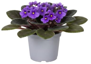 DECOALIVE Saintpaulia Ionantha | Violeta Africana 12 cm Altura 20 cm Planta Viva para Casa