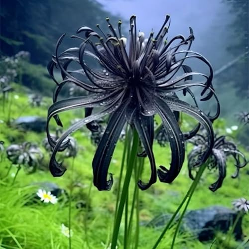 Bulbi di Lycoris/misto/bulbi di giglio ragno rosso selezionati/tolleranti al freddo e alla siccità/adatti per la decorazione di giardini e balconi【NVNJHJN】-3 bulbi-G