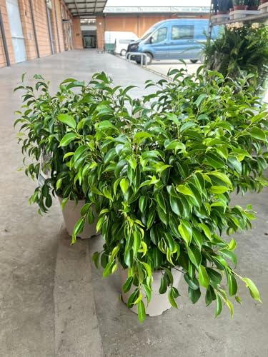 Ficus Benjamina, Planta de Interior, Hojas Verdes Brillantes
