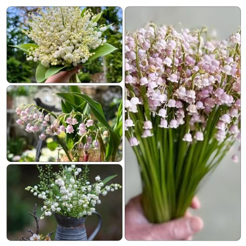 lirio de los valles, Cultivar jardín en un balcón lirio los valles temprana balcón, decorativas en otoño, resistentes, 12bulbos