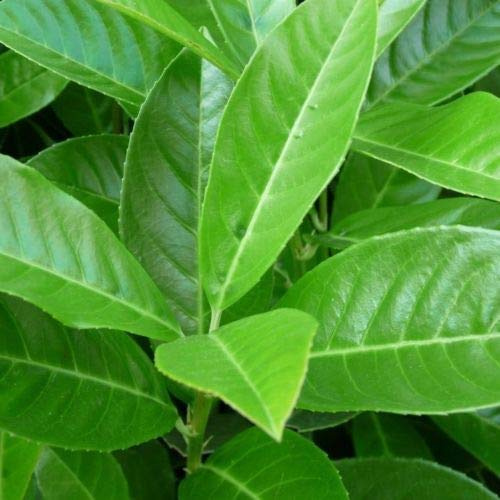 Lauroceraso “prunus laurocerasus”, Pianta in Vaso, Piante da Siepe h. 80/100 cm, Vivaio di Castelletto