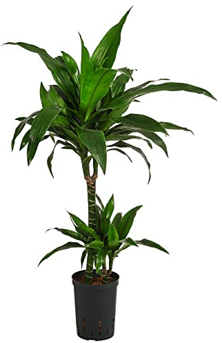 Dehner Drachenbaum Janet Craig, in Hydrokultur, ca. 90 cm, Ø Topf 15 cm | Dracaena, inkl. Wasserstandsanzeiger, zweitriebige Zimmerpflanze, für halbschattige bis schattige Standorte