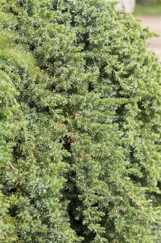 Kriech-Wacholder Juniperus conferta Blue Pacific 25-30 cm winterhart | Bodendecker fuer Steingarten und Hangbepflanzung, sonnig bis halbschattig, robust, blaugruene Nadeln, pflegeleicht