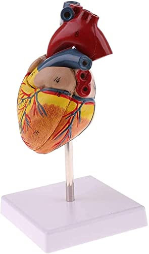 Anatomiemodell, lebensgroßes anatomisches Herzmodell – Anatomisches Modell menschlicher Organe – abnehmbare 2-teilige Cience Anatomie-Herzmodell – kompatibel mit schulmedizinischen Lehr- und