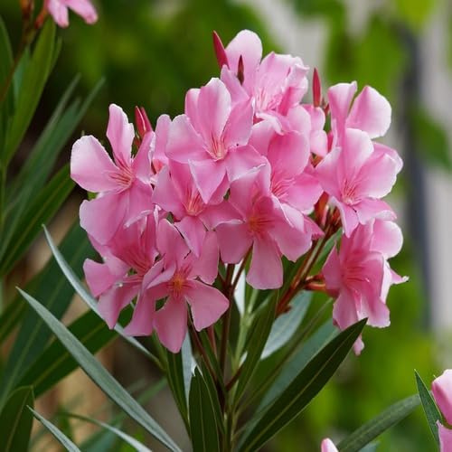 Fresh 100pcs Pink Oleander Flower Seeds