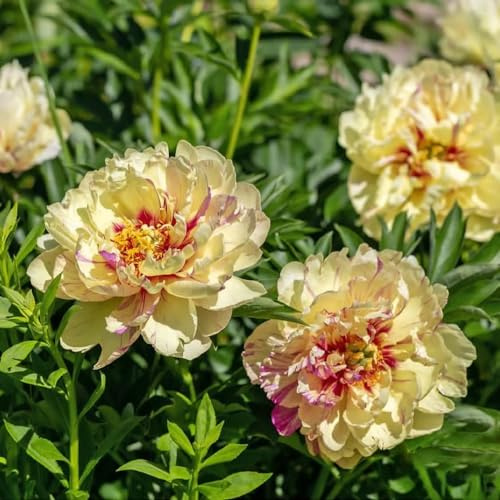pfingstrosen winterhart - exotische garden sommerblumen blumensaat gartenblumen gartenpflanzen gelbe pfingstrose 120samen