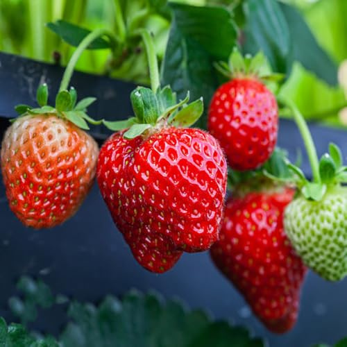 semi di fragola di semi resistenti balcone decorativo 450pcs