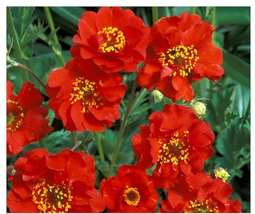 Stauden Gänge 1 x Geum chiloense 'Mrs Bradshaw Roter Chilenische Nelkenwurz | Rote Staude für Sonne bis Halbschatten, Blüte Mai bis September, mehrjährig, 9x9 cm Topf
