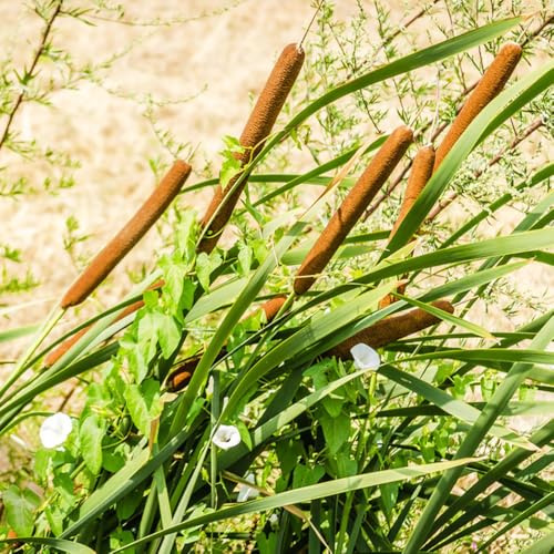 Rohrkolben - seltene kräutergarten geschenke für gärtner Zwergrohrkolben balkonpflanzen teichpflanzen alte sorten kräutersamen stauden winterhart mehrjährig bodendecker 180Samen