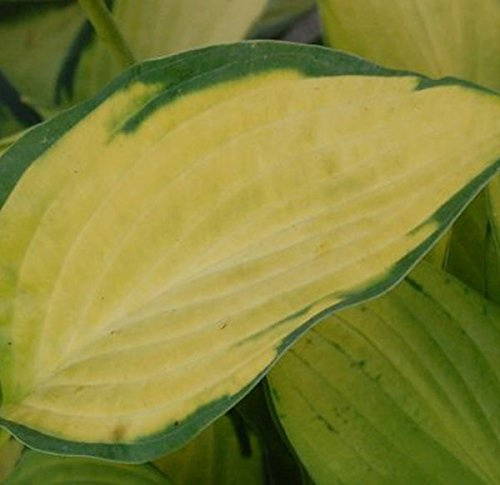 Funkie Pauls Glory - Hosta cultorum - lebende Gartenpflanze aus den Baumschulen