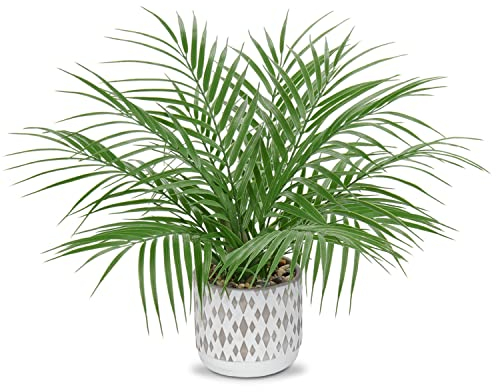 Hollyone 16'' Arificial Palm Plant in Cement Pot - Decorative Fake Plants, Faux Greenery for Home Decor, Table, Living Room, Kitchen, Office - Tropical Plastic Plants for Indoor Decorations