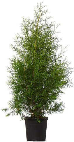 Dehner Thuja Lebensbaum Brabant, für 13 Meter Hecke, 100-125 cm, 40 x 7.5 l Topf, Heckenpflanze