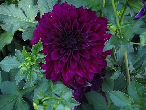 Dahlienknolle : Dahlia - Riesenschmuckdahlie  Le Baron  1 Knolle/Rhizom