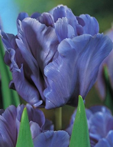 Papagein Tulpen Blue Parrot Tulpenzwiebeln (10 Blumenzwiebeln)